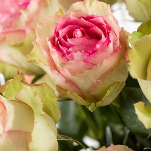 20 zachtroze rozen uit Ecuador | Rozen online bestellen & versturen | Surprose.nl