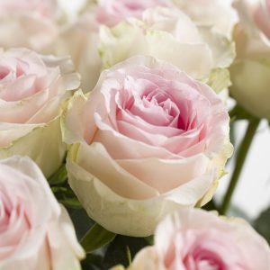 Zachtroze rozen - Kies je aantal (Sweet Revival) | Rozen online bestellen & versturen | Surprose.nl