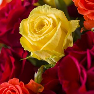Vurige mix - indian summer | Rozen online bestellen & versturen | Surprose.nl