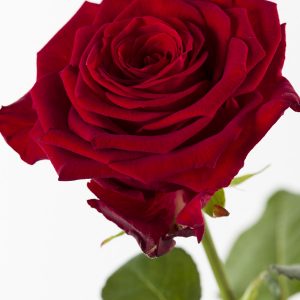 Enkele rode roos, inclusief vaasje | Rozen online bestellen & versturen | Surprose.nl