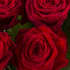 Rode rozen - Kies je aantal | Rozen online bestellen & versturen | Surprose.nl