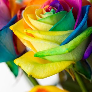 Regenboog rozen - Kies je aantal | Rozen online bestellen & versturen | Surprose.nl