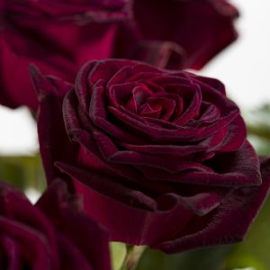 Dieprode rozen - Kies je aantal | Rozen online bestellen & versturen | Surprose.nl