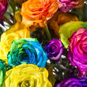 Trosrozen regenboog | Rozen online bestellen & versturen | Surprose.nl