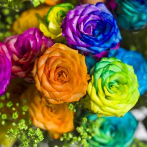 Trosrozen regenboog met gipskruid | Rozen online bestellen & versturen | Surprose.nl