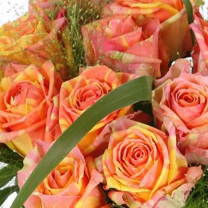 Tweekleurige rozen - Fiësta | Rozen online bestellen & versturen | Surprose.nl