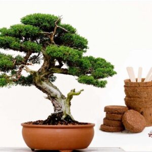 Bonsai Boompje Kit