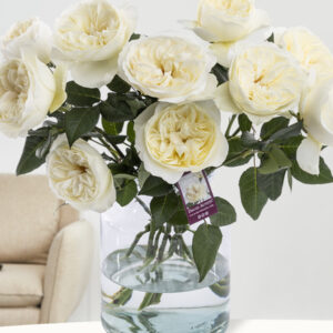 10 witte David Austin rozen - Leonora