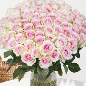 100 zachtroze rozen - XL rozen - Sweet Revival