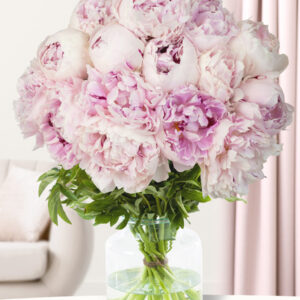 15 zachtroze pioenrozen - Sarah Bernhardt