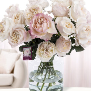 20 roze David Austin rozen - Keira