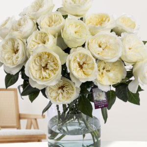 20 witte David Austin rozen