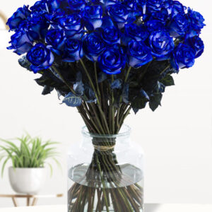 50 blauwe rozen - XL rozen
