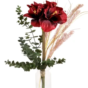 Amaryllis eucalypthus siergras