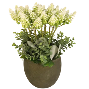 Witte druiven in pot H 30cm x B 17cm