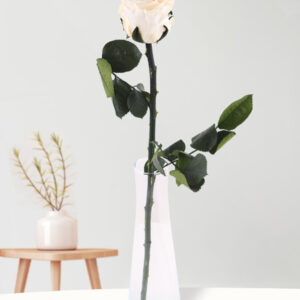 Enkele crèmekleurige long life roos inclusief vaasje