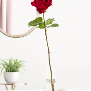 Enkele premium rode roos, inclusief vaasje