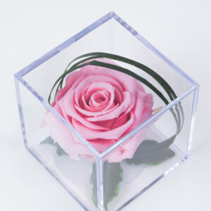 Roze eeuwige roos in acrylbox | Long life roos