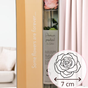 Zachtroze premium long life roos in geschenkdoos | 50 cm